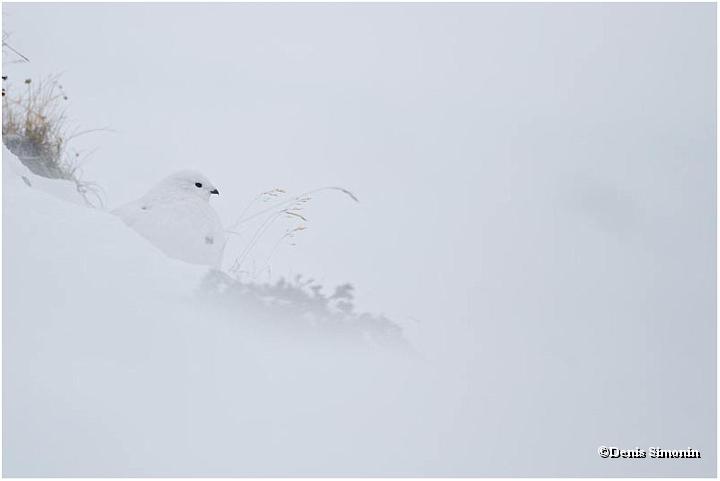 Poule de lagopède alpin dans le brouillard